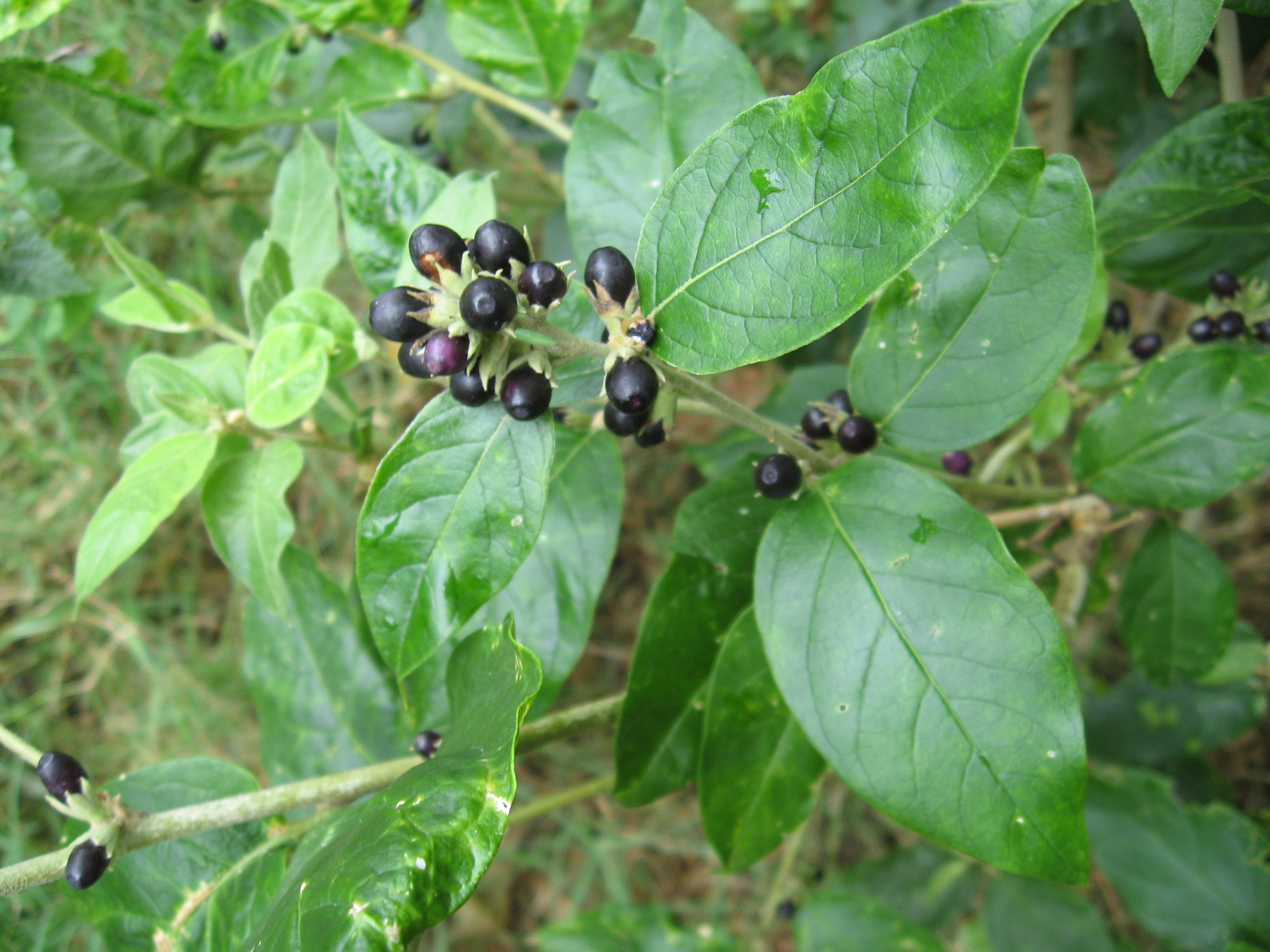 Cestrum [L. ]